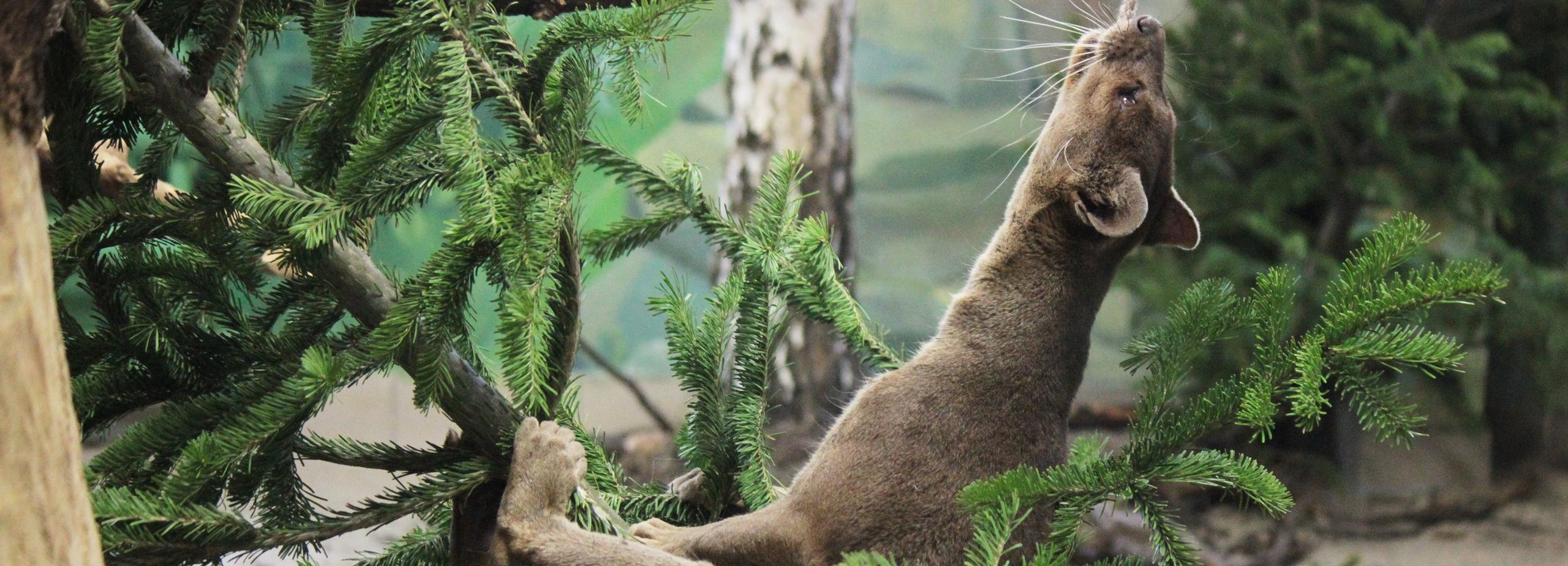 Непроданными ёлками посыплют аллеи в Новосибирском зоопарке