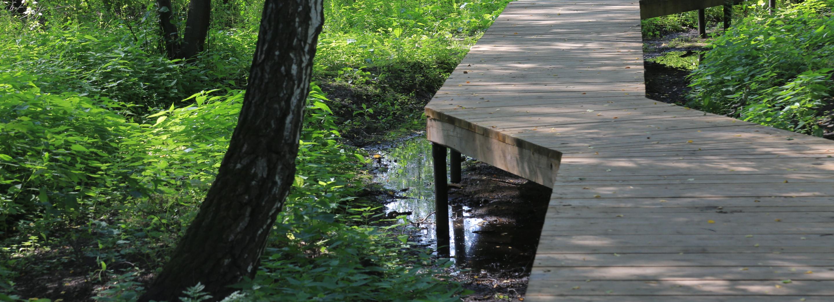 Зелёный Новосибирск: когда откроют новый парк «Каменка»