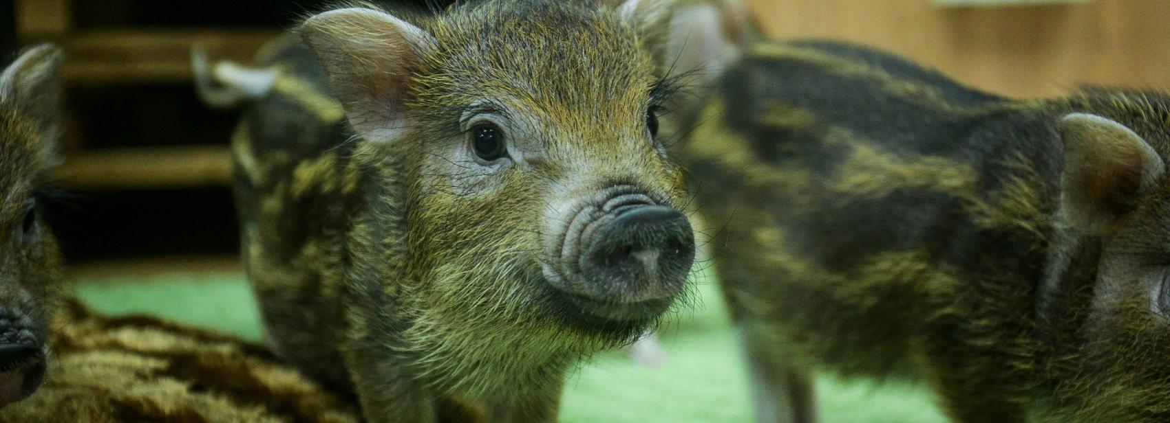 Как живут четыре поросёнка в тайм-кафе «Пигхаус» в Новосибирске