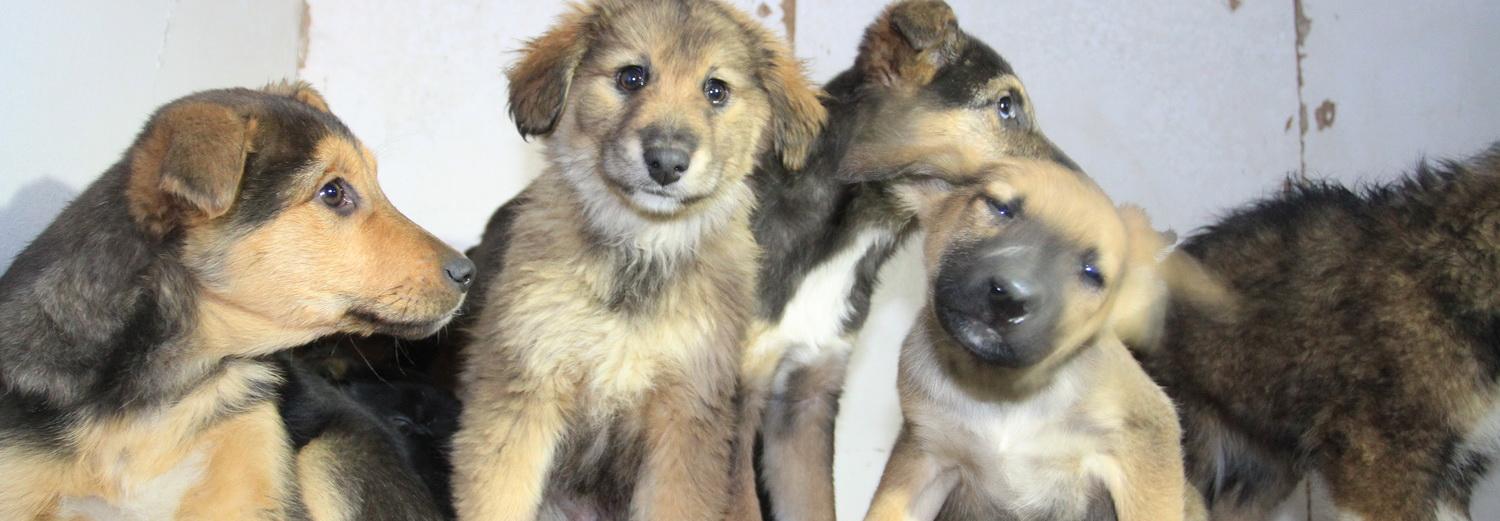 Чипированных собак выпускают на волю в Новосибирске