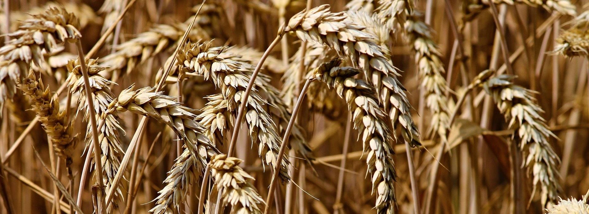 Новосибирский чат-бот ставит диагнозы пшенице по фотографиям