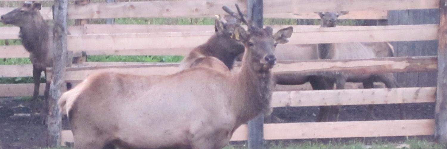 Пантовое дело: зачем люди купаются в крови оленей
