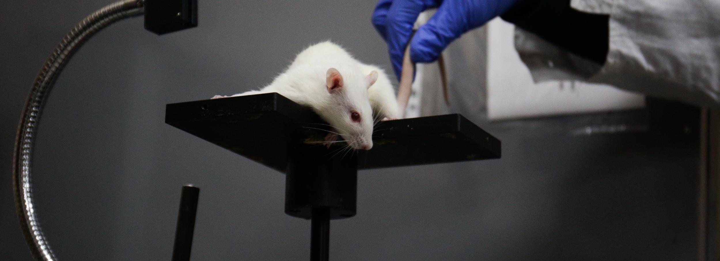Голые мыши против рака: зачем учёные СО РАН вводят онкоклетки грызунам