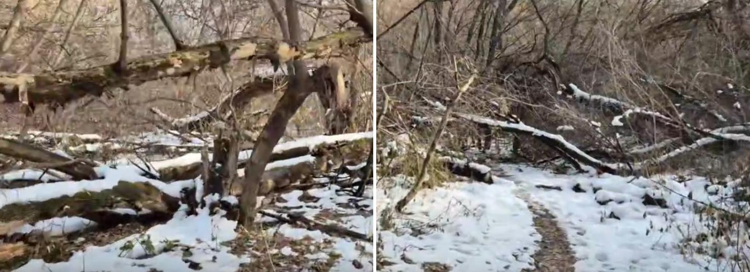 Аварийные деревья начали сносить в будущем парке «Усть-Тула»