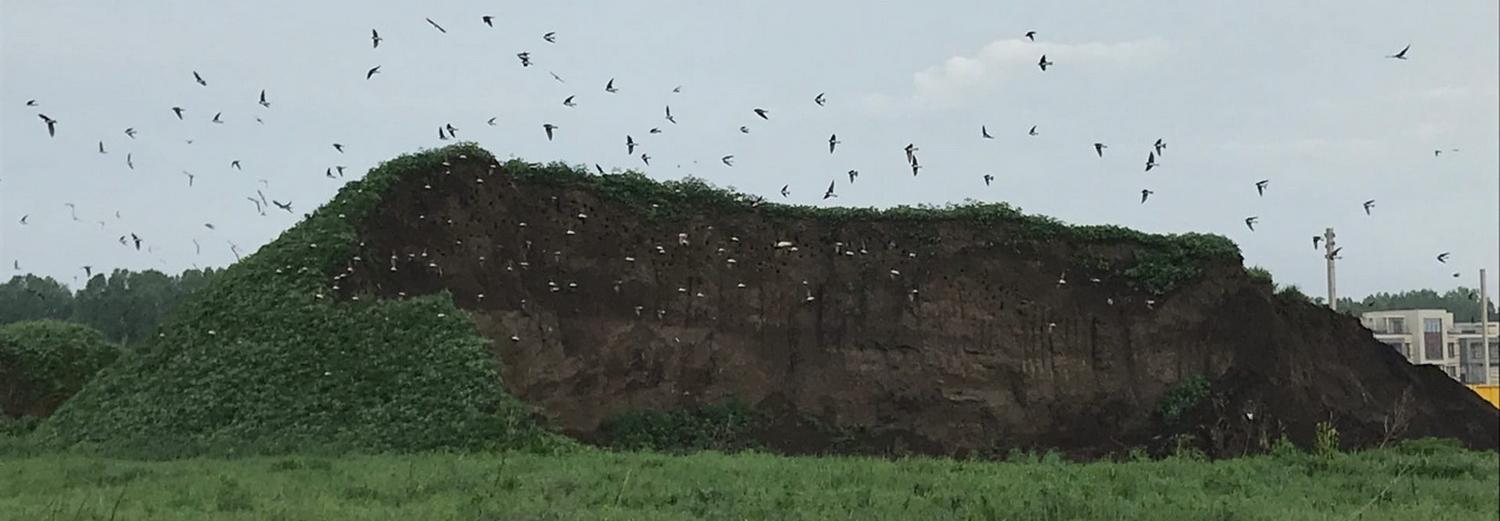 Новосибирцы переживают за построенную ласточками «многоэтажку»