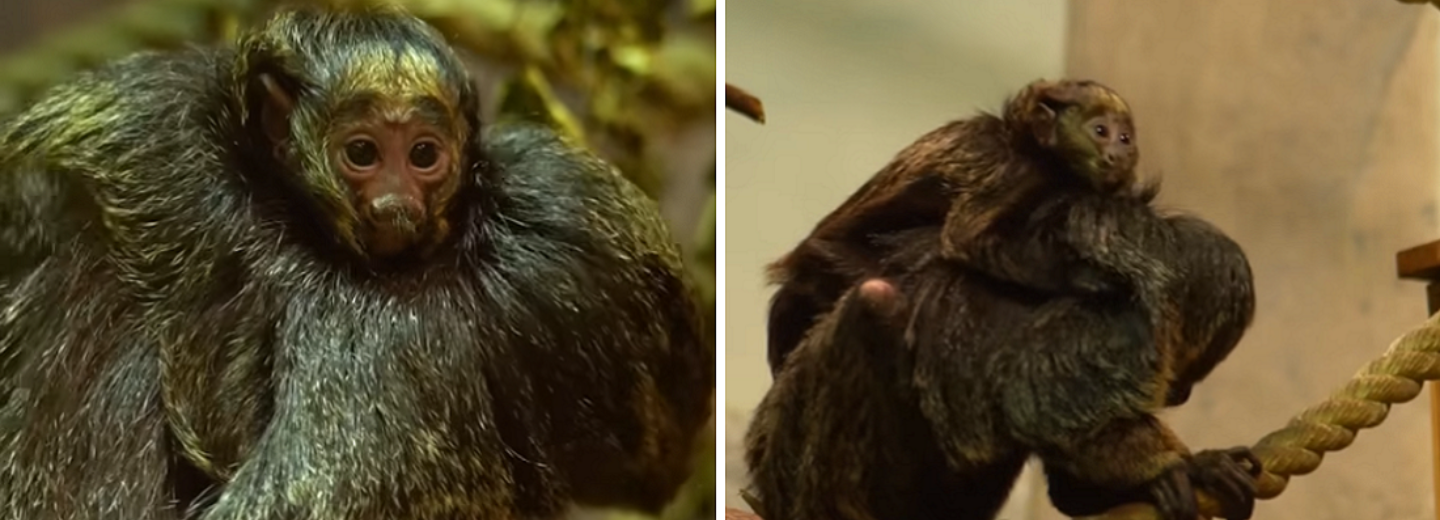 Милое видео с детёнышем белолицых саки опубликовал Новосибирский зоопарк