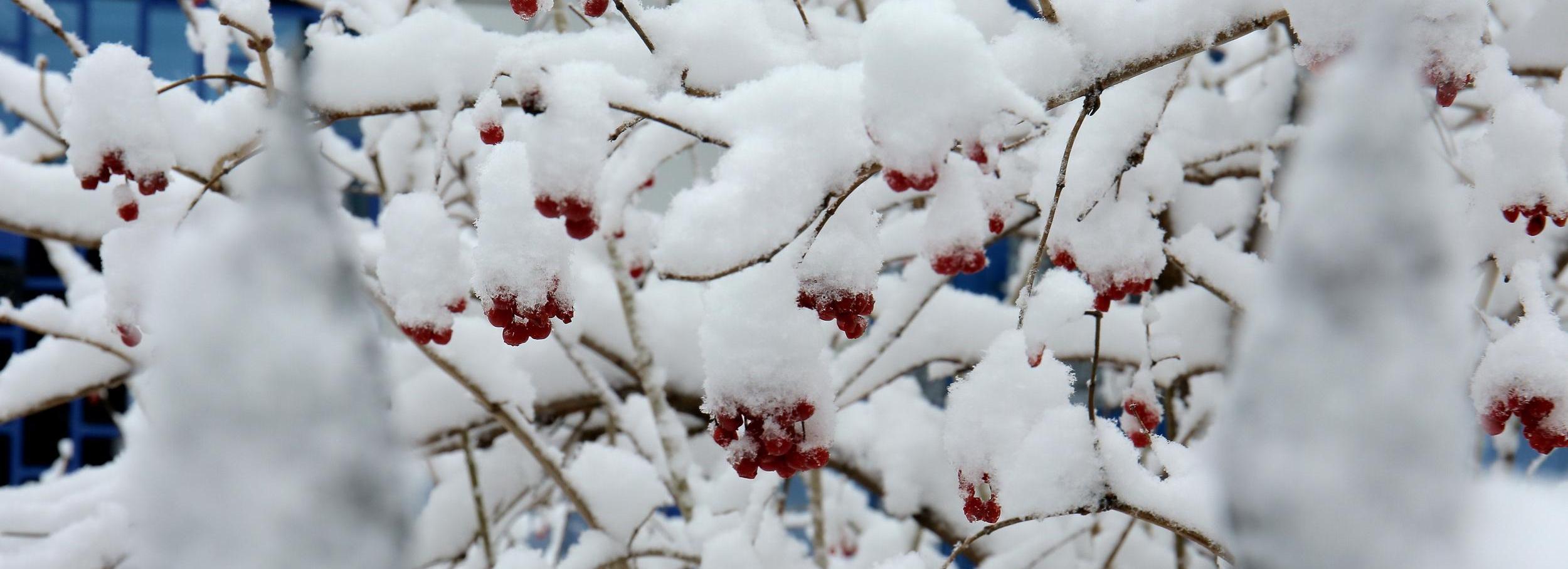Мороз и солнце: когда в Новосибирске начнёт теплеть