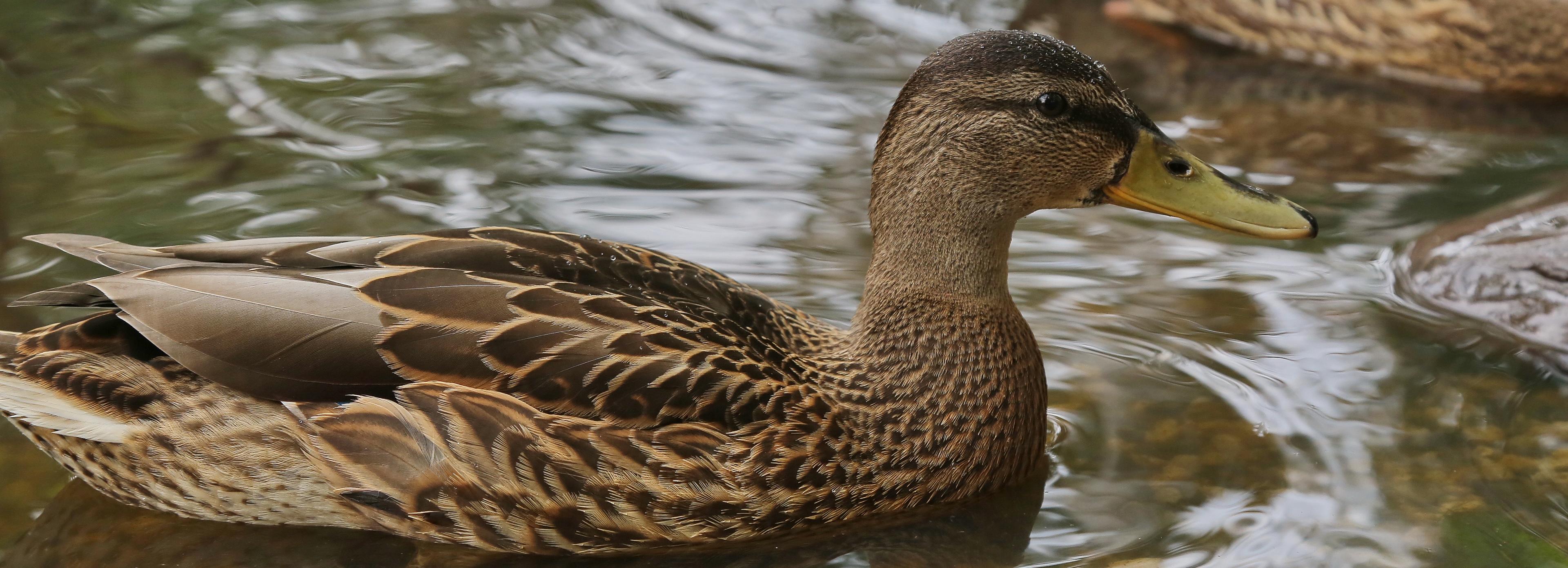 Заявления на добычу птиц начнут принимать с 17 марта в Новосибирске