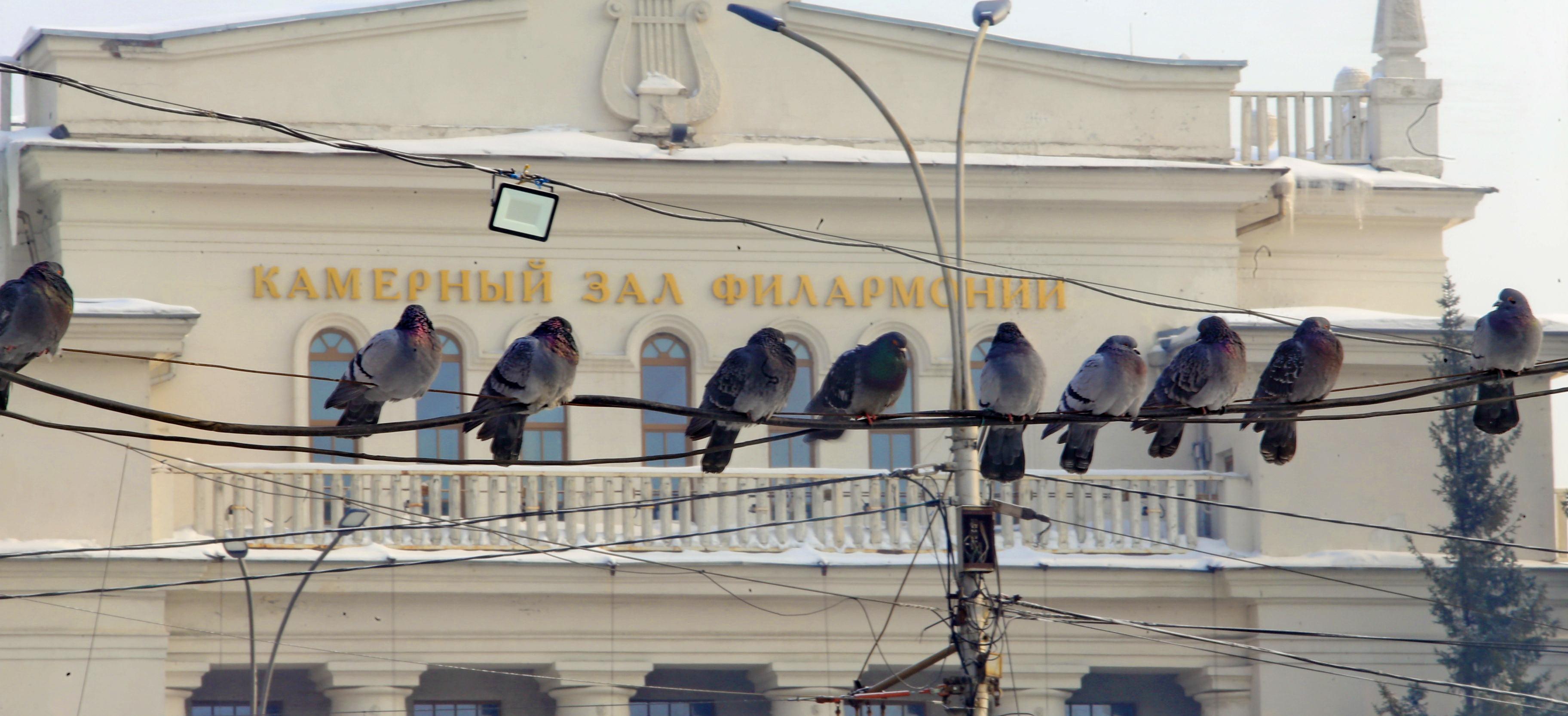 Волну холода в Новосибирске сменят оттепель и метели