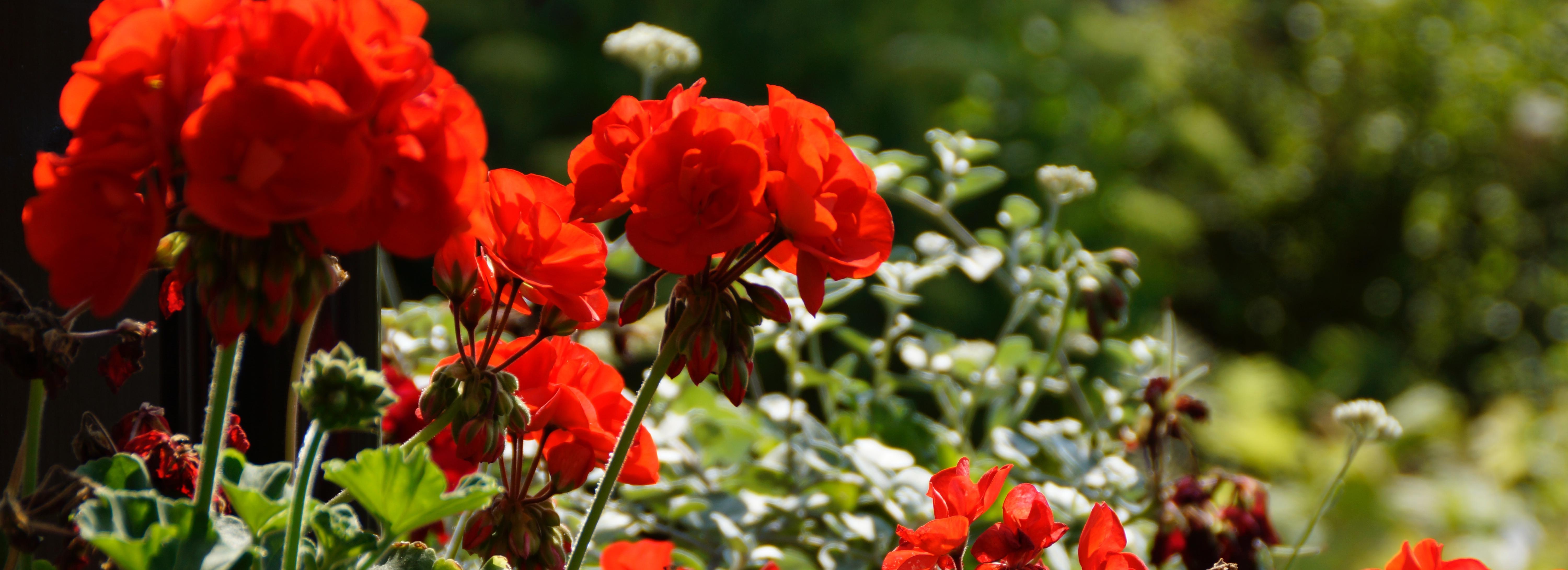 Выставку «Русская герань» организуют в «Дачной академии»