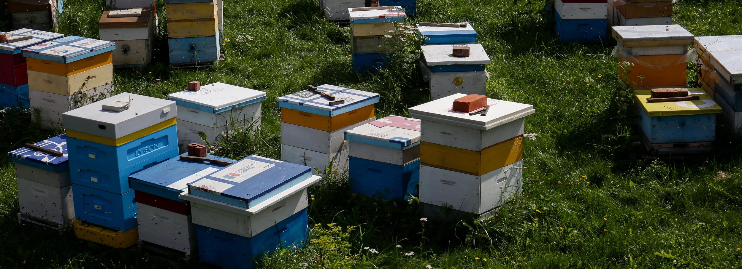 Дикий медведь разгромил медовую пасеку под Новосибирском