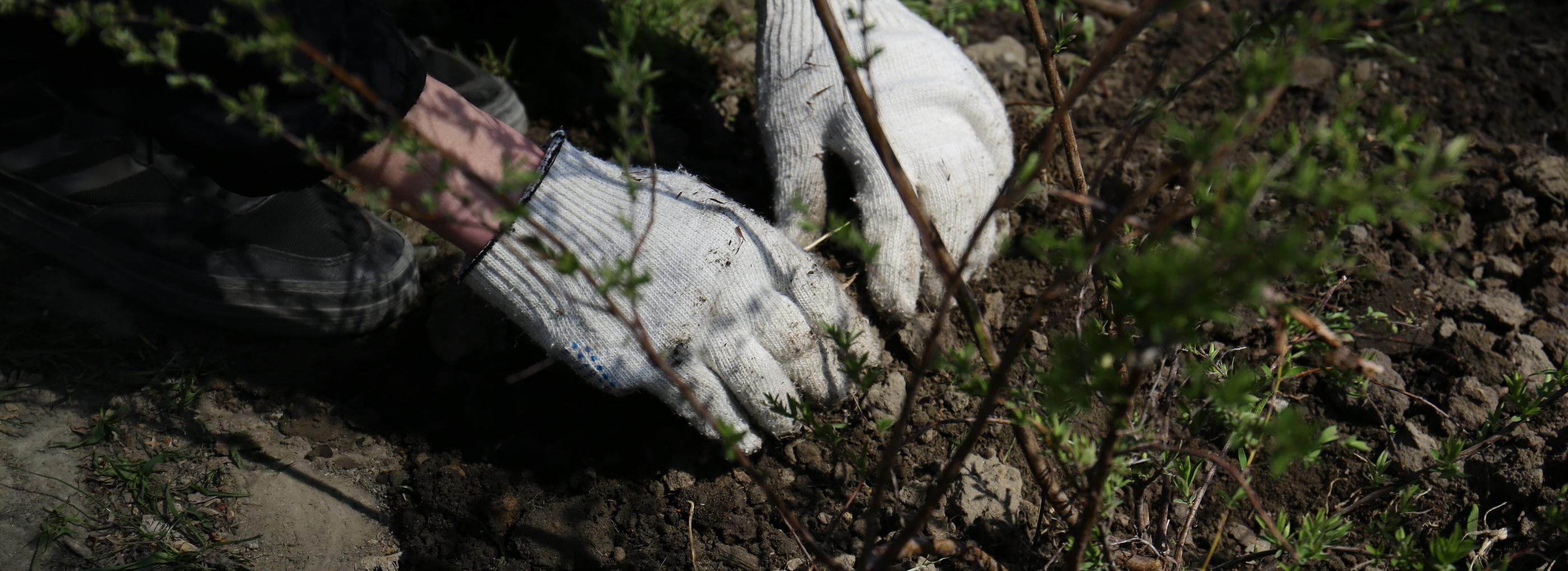 Именные деревья в честь артистов высадят у НОВАТа в День музыки