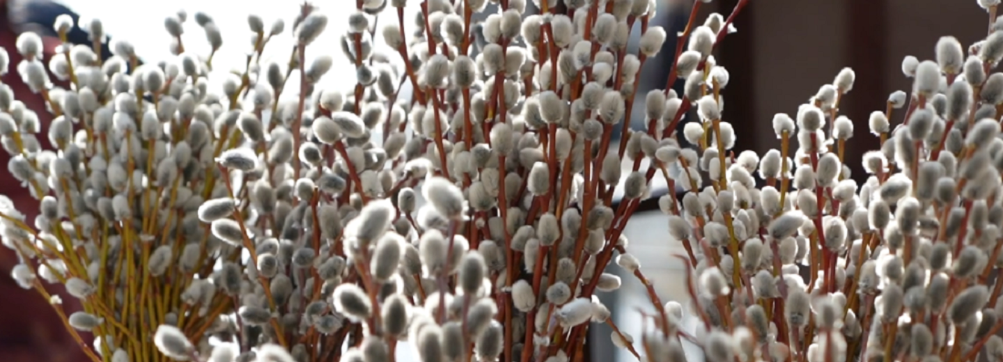 На улицах Новосибирска продают вербу с Горного Алтая за 80 рублей