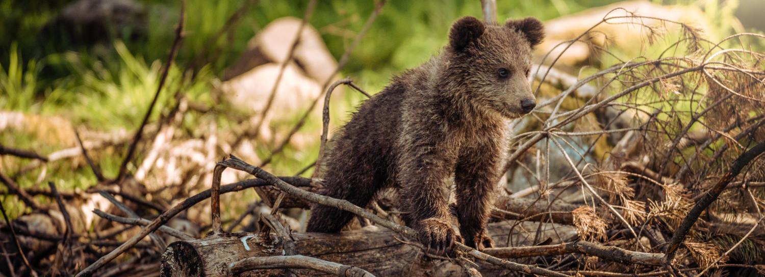 Жители Новосибирской области накормили хлебом диких медвежат