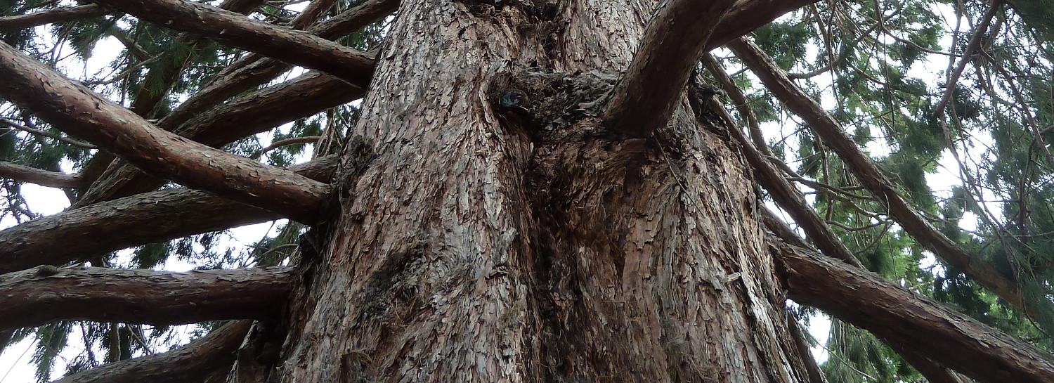 324-летняя сосна из Новосибирской области может стать деревом России