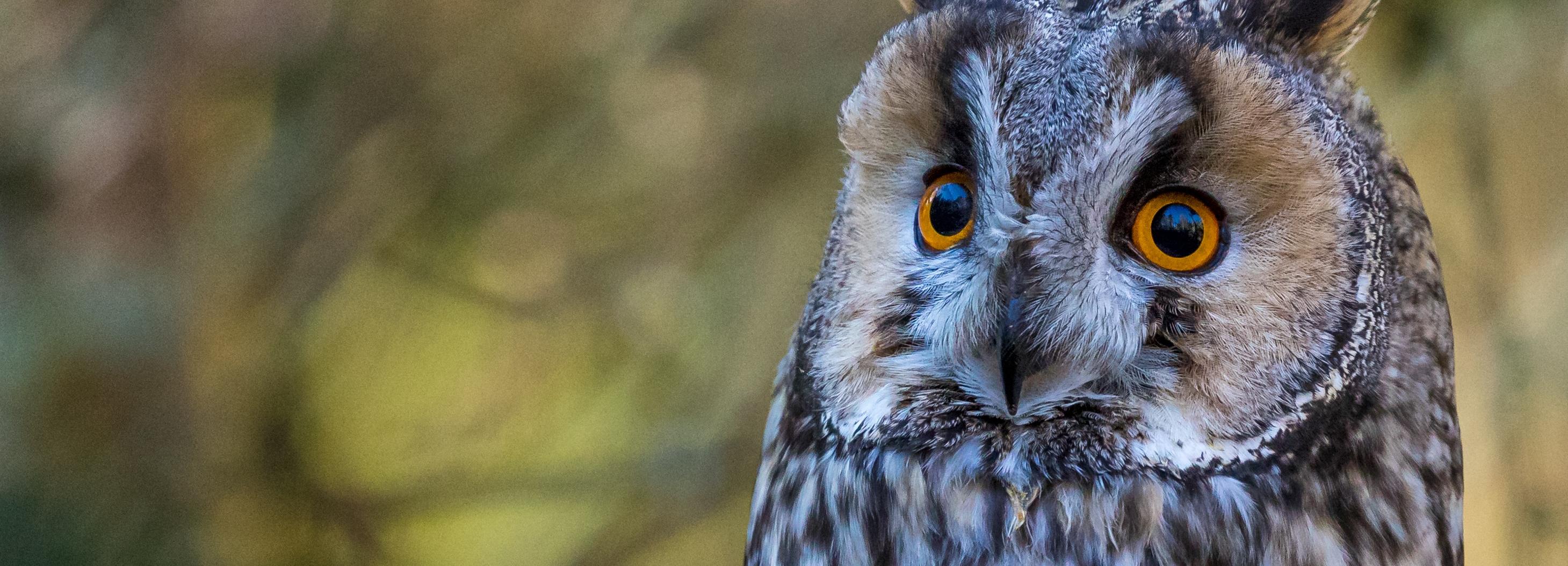 Новосибирцев попросили остерегаться незнакомцев с ручными совами