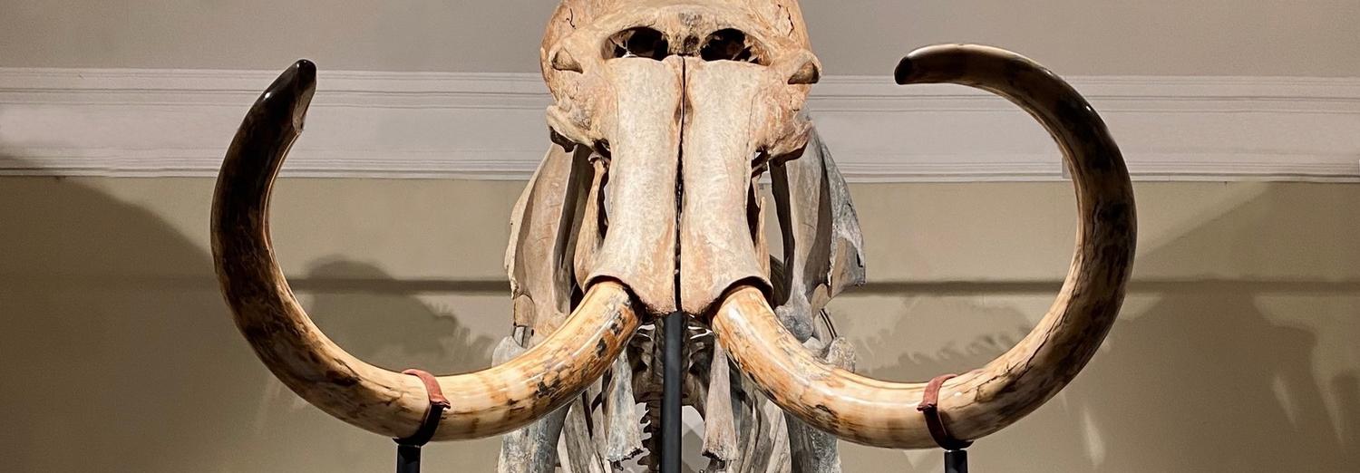 Скелету шерстистого мамонта дали имя Самсон