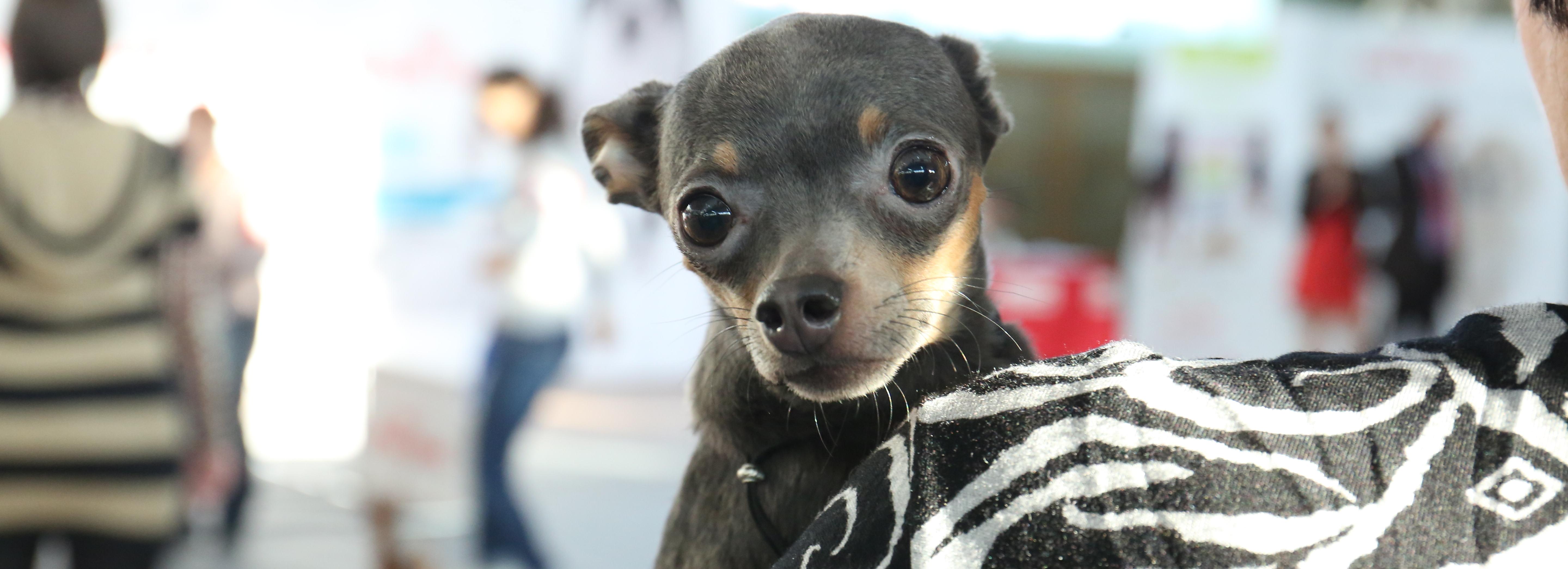 Хвостатые и усатые доктора: как животные помогают лечить детей