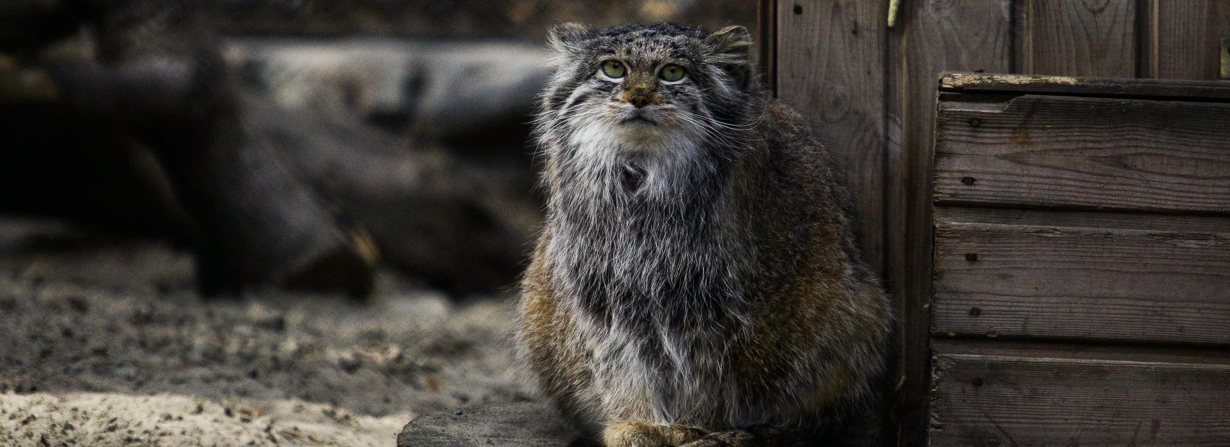 Бесплатный вход для пенсионеров откроют в Новосибирском зоопарке
