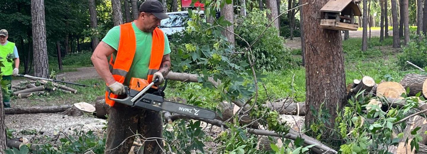 Изгибающиеся и гниющие клёны убрали со входа в Тимирязевский сквер