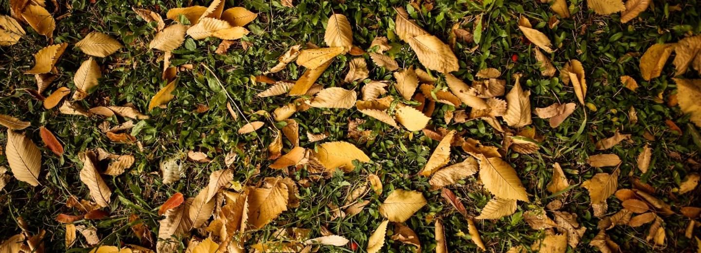 Нужно ли убирать на субботнике опавшие осенью листья — ответ эксперта