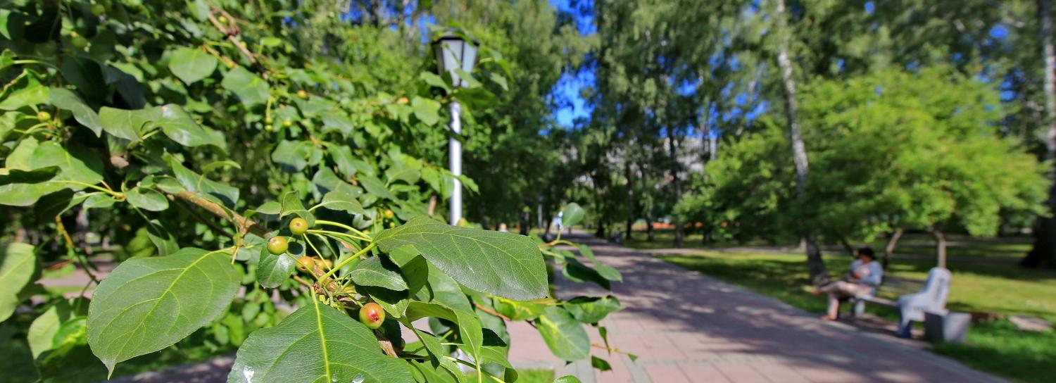 Живой изгородью заменят металлическую ограду в Нарымском сквере