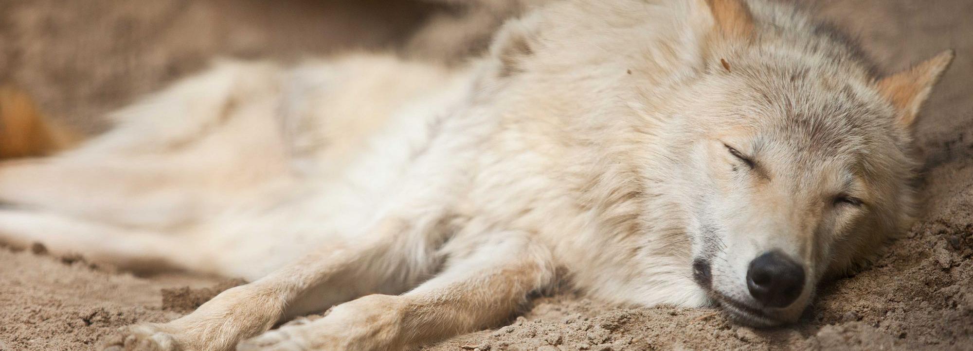 Новосибирский зоопарк отправил ленинградскому бизнесмену двух волков