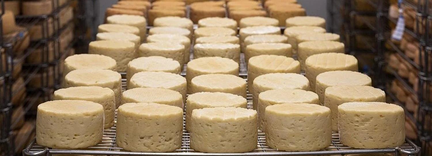 Огромный завод под Новосибирском будет делать 115 тонн сыров в сутки