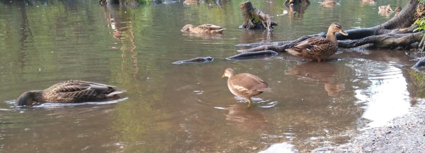 Водяные курочки с зелёными ногами поселились в пруду Академгородка