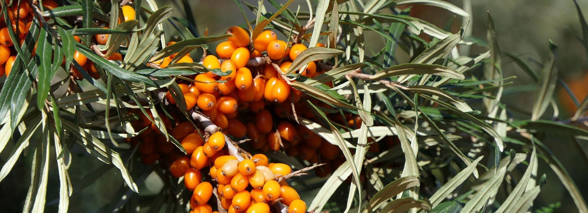 Самый подходящий для чая сорт облепихи нашли новосибирские учёные