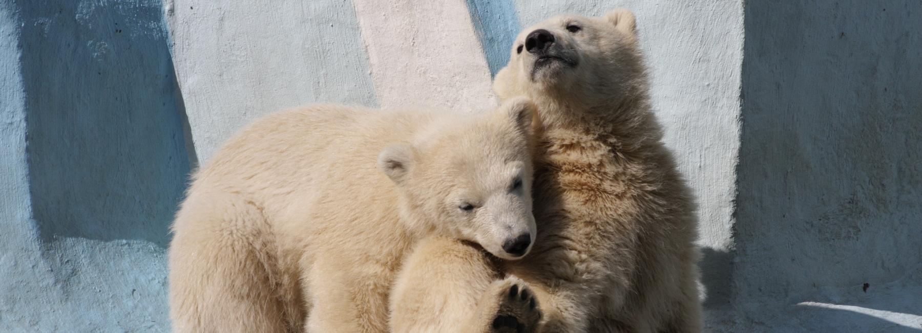 Роскосмос стал куратором белых медвежат в зоопарке Новосибирска