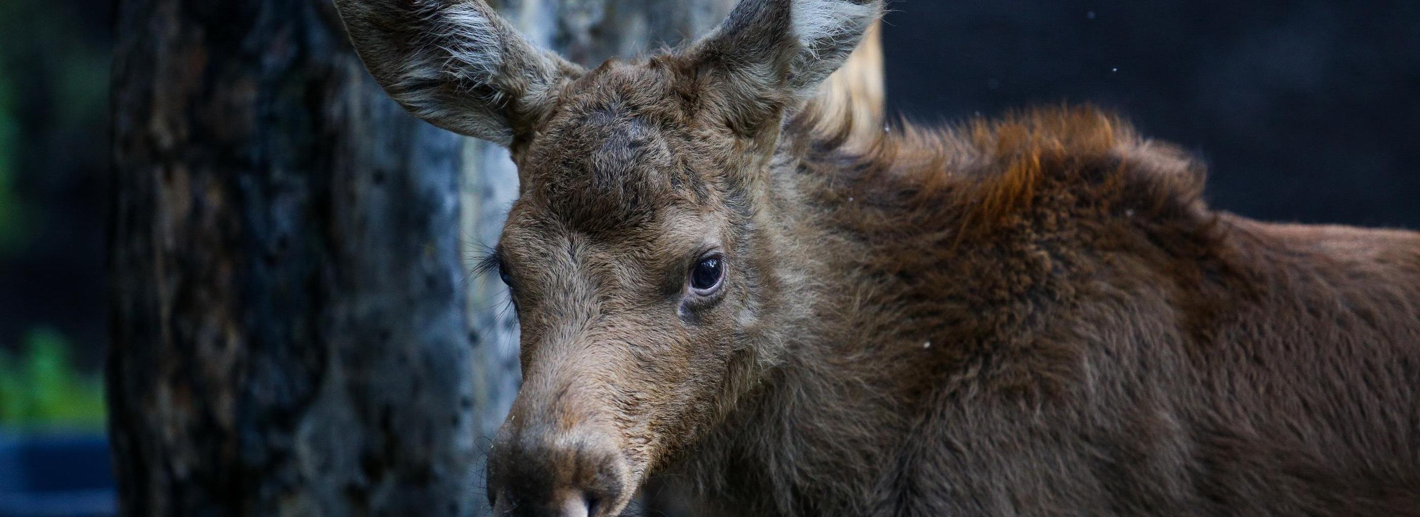Отстрел 1167 косуль и 132 лося разрешили в Новосибирской области