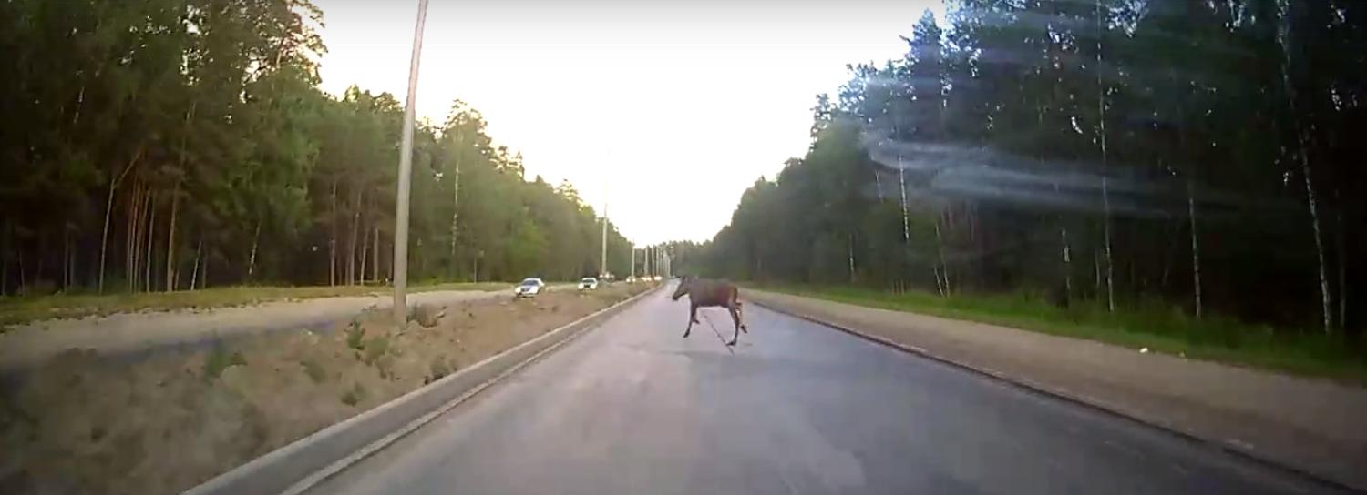 Лось выбежал на дорогу в новосибирском Академгородке