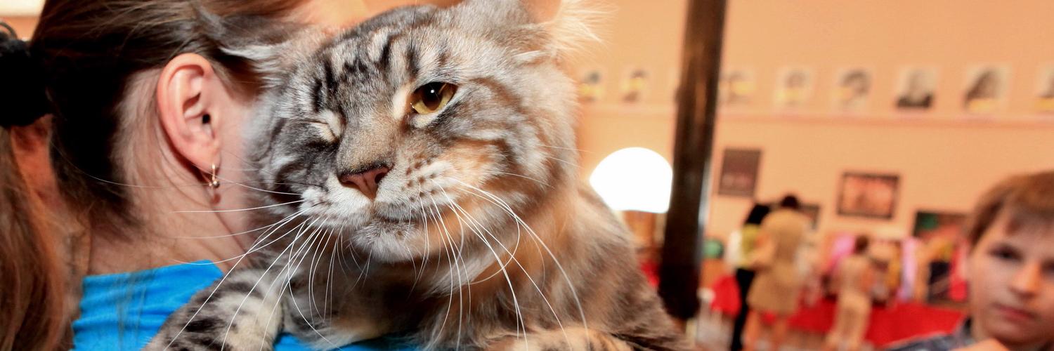 Как кастрировать кота и стерилизовать кошку в Новосибирске