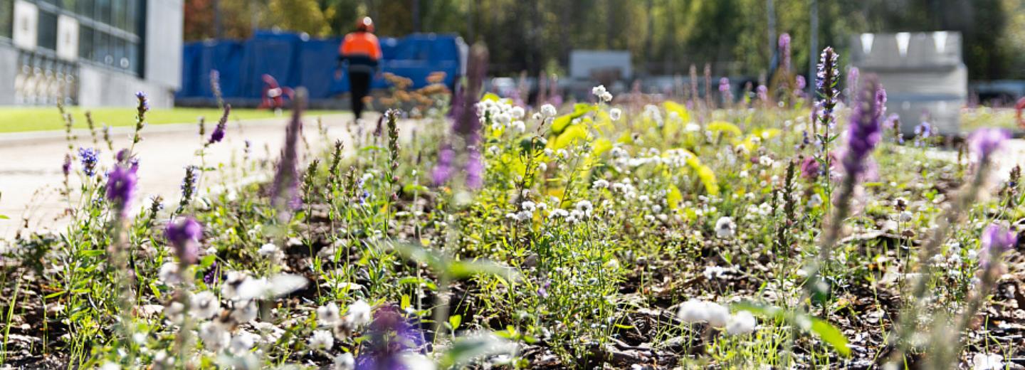 Тысяча цветущих многолетников украсила новый студенческий городок НГУ
