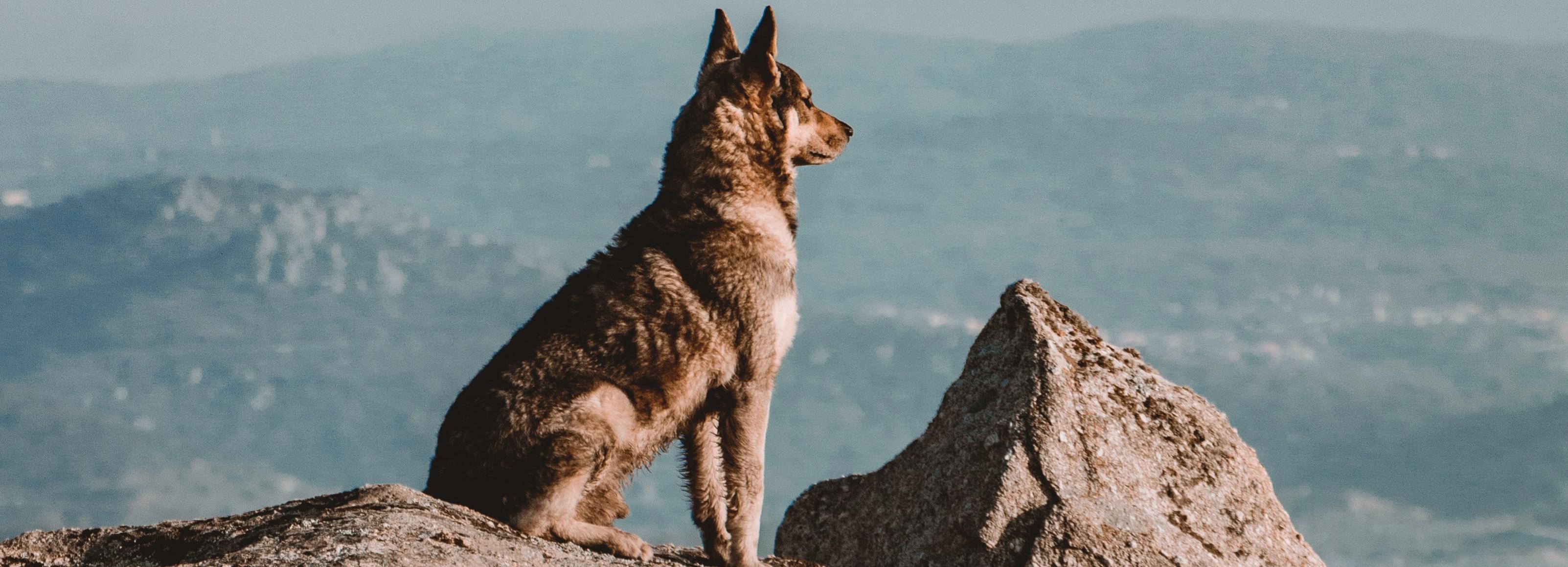 Новосибирский зоопарк отправил в Москву трёх исчезающих волков