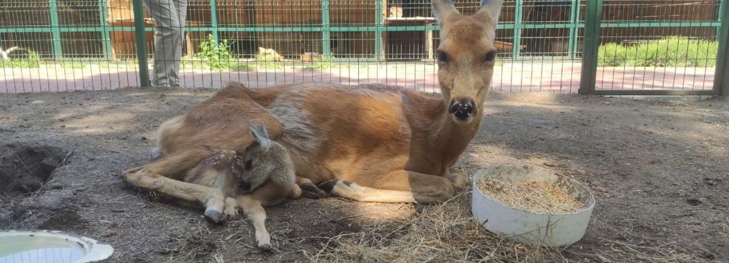 Очаровательный малыш родился у косули в частном зоопарке Новосибирска