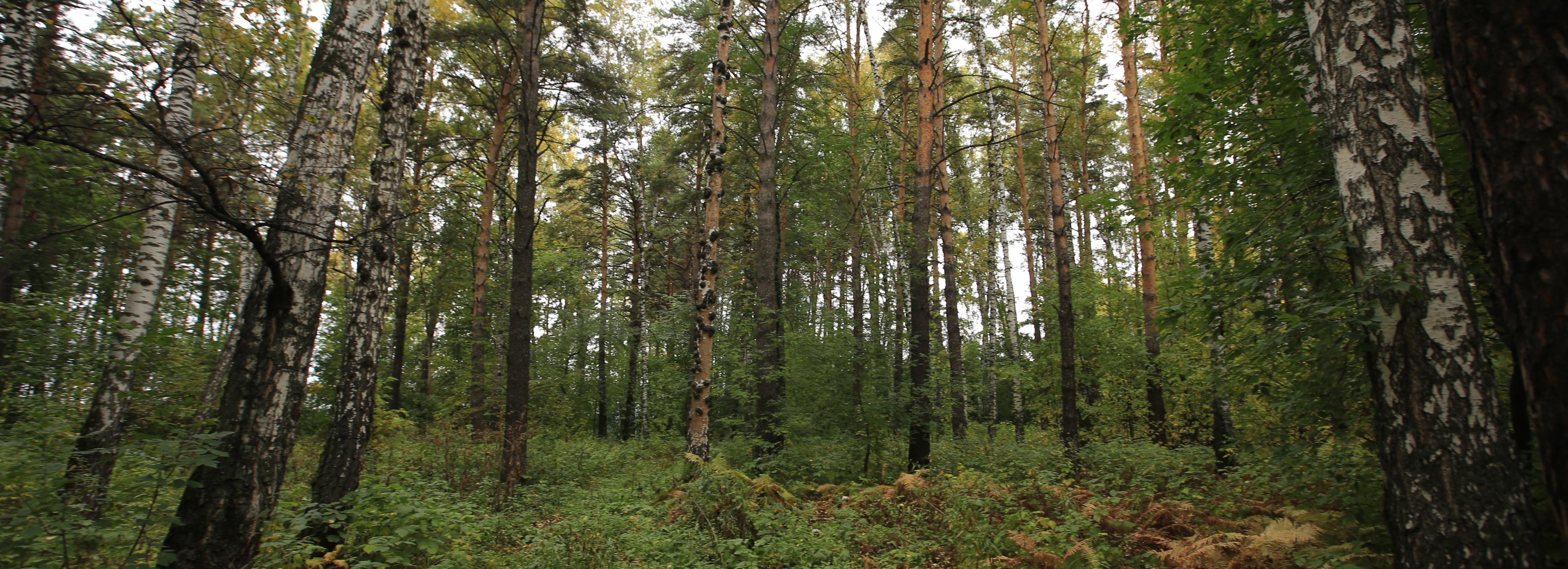 В Новосибирске приступили к благоустройству «Соснового бора»