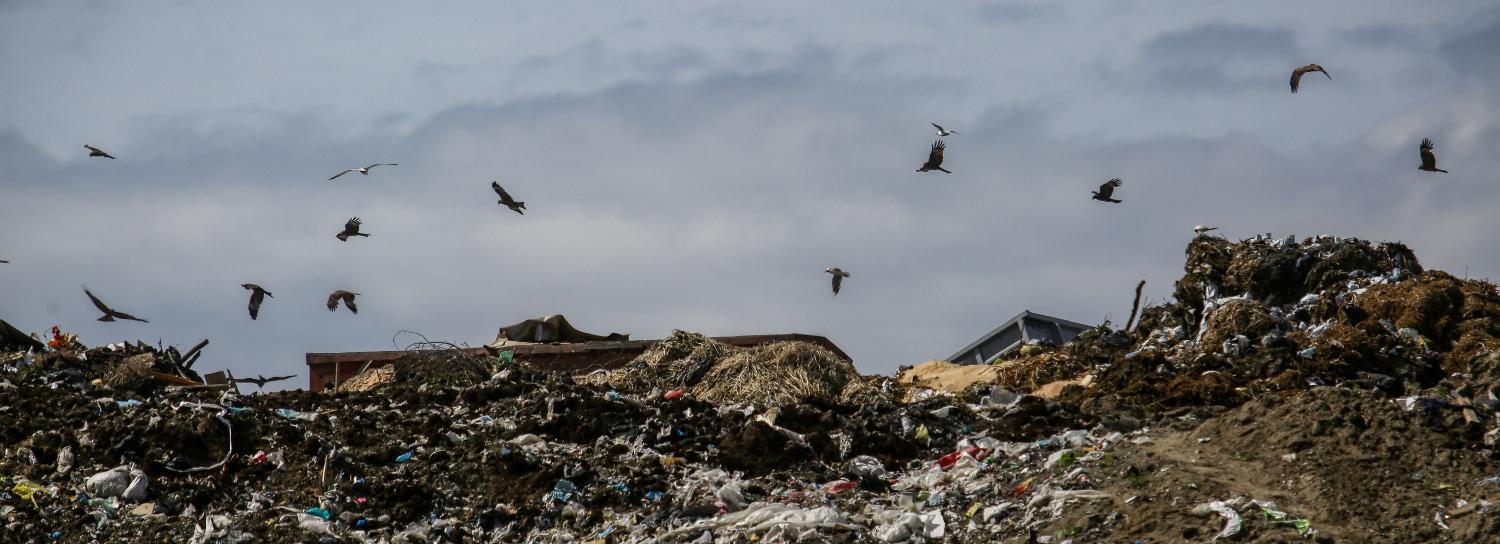 Суд обязал закрыть свалку с птицами возле аэропорта Толмачёво