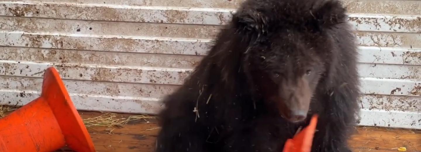 Застрявшего медвежонка сняли с дерева в лесу под Новосибирском