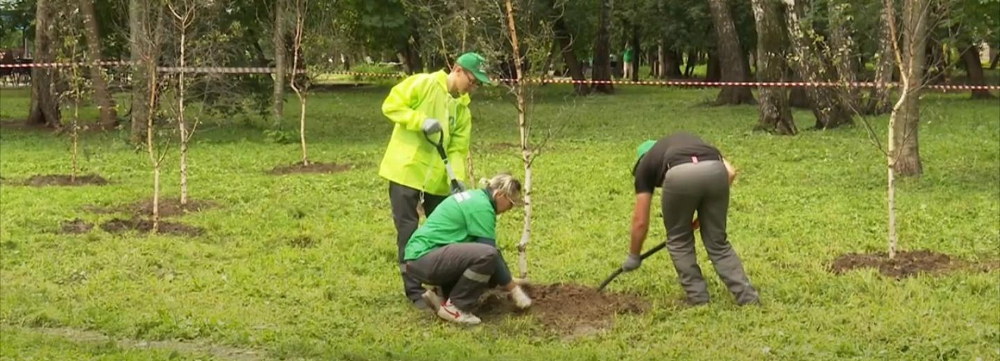 Берёзы с пурпурными листьями впервые высадили в Новосибирске
