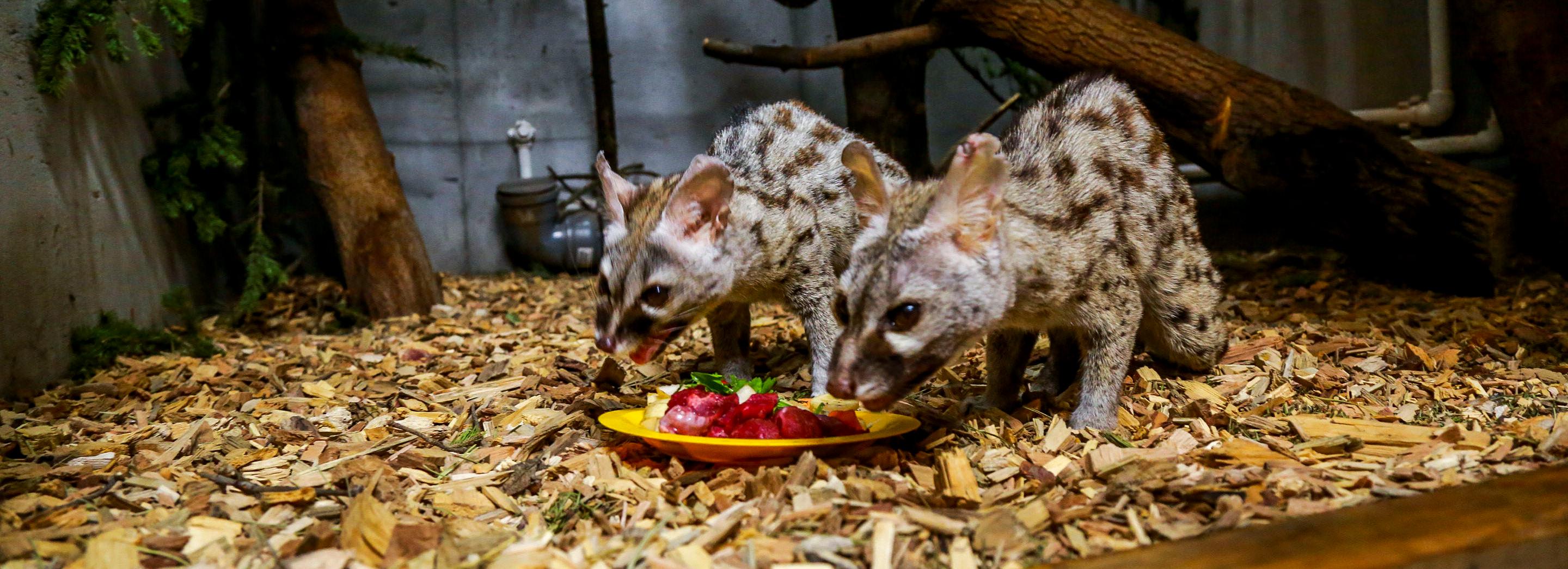 Новосибирский зоопарк перешёл на зимний режим работы