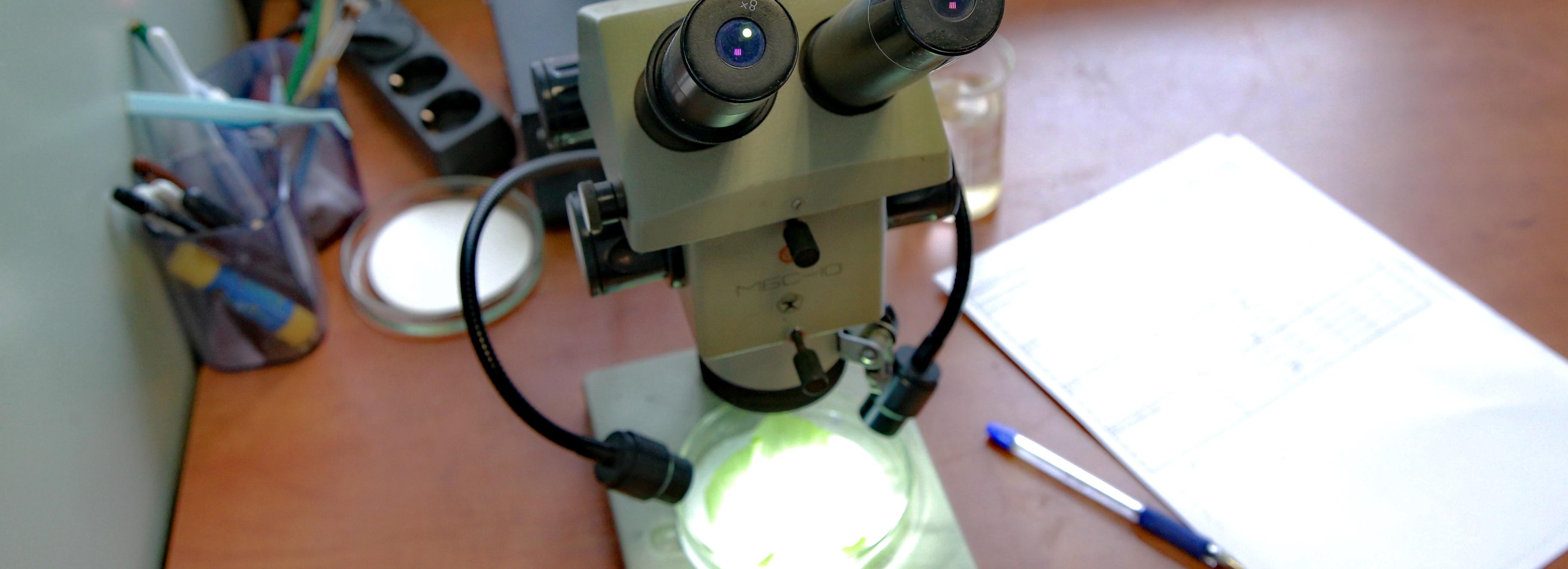 Сибирские учёные проверят семена сои после двух лет в космосе