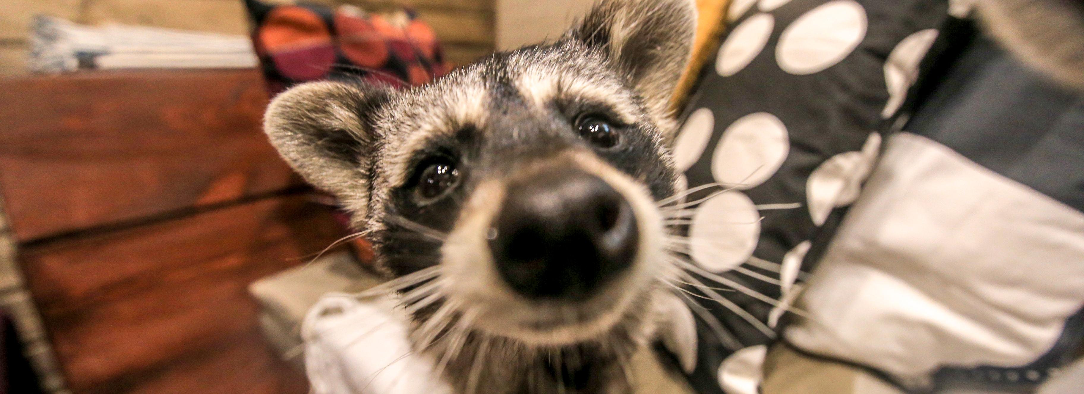 Экзотические соседи: каких животных можно держать в квартире