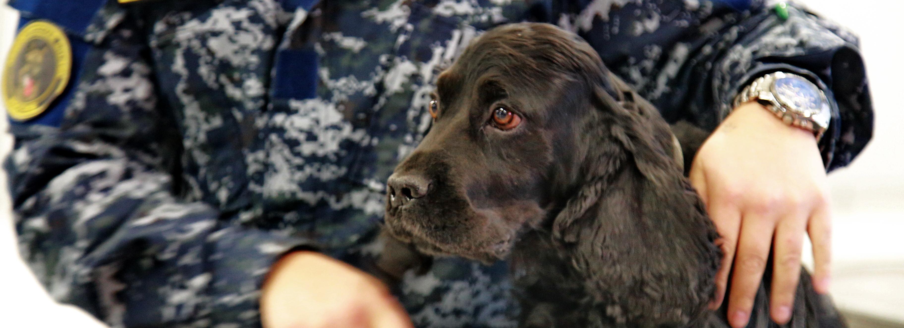 Пёс Баяра учуял в багаже иностранца в Толмачёво лишний миллион рублей