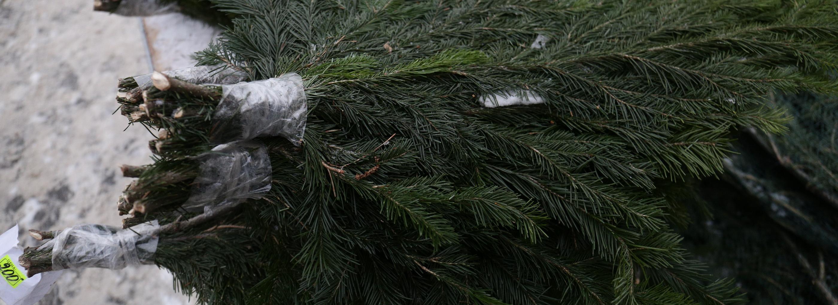 Новосибирцев предупредили о наказании за вырубку хвойных деревьев