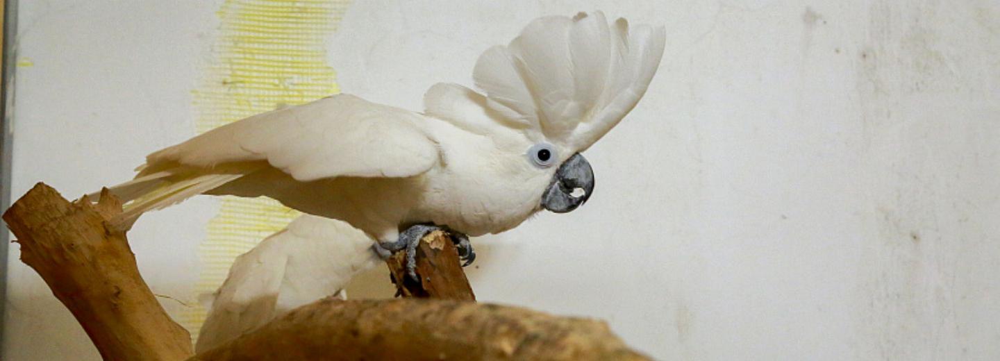 Если вы пропустили: водитель троллейбуса, хаф-пайп и звери-пенсионеры