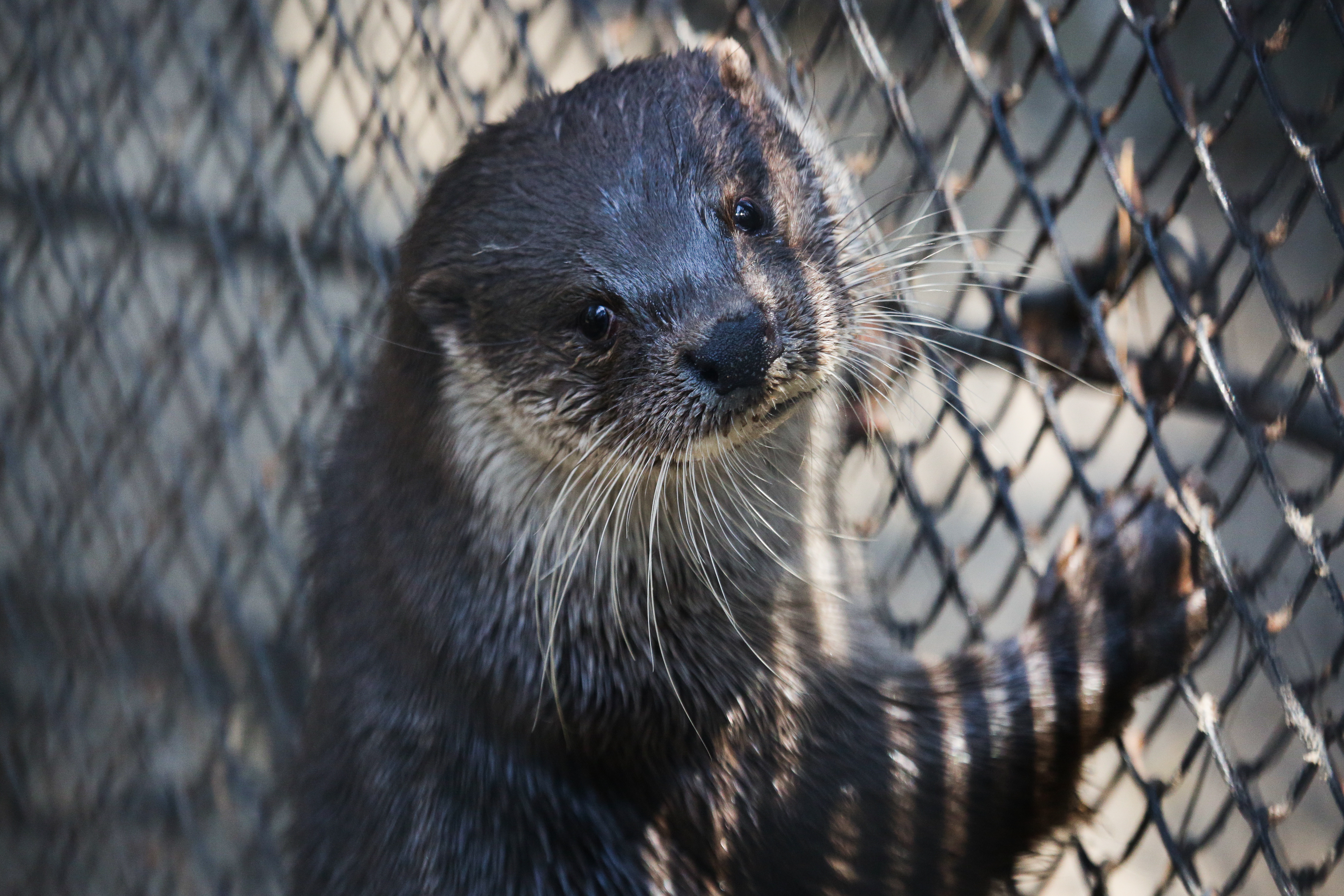Новосибирский зоопарк закрыли для людей впервые в его истории