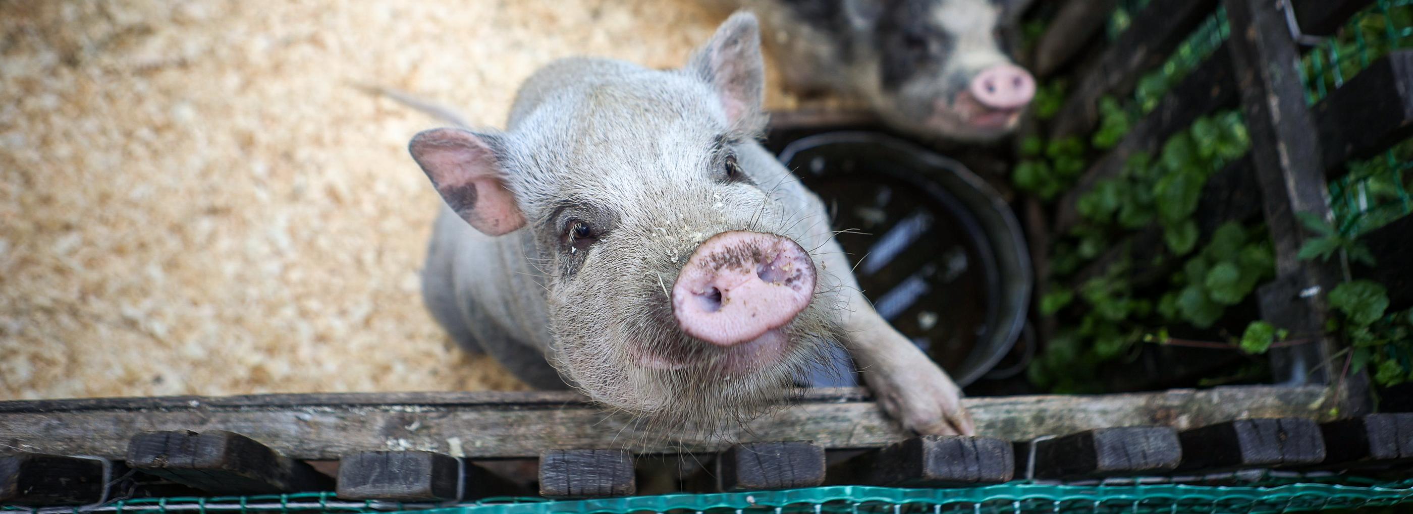Если вы пропустили: пролетарская поликлиника, умная улица и милые пятачки