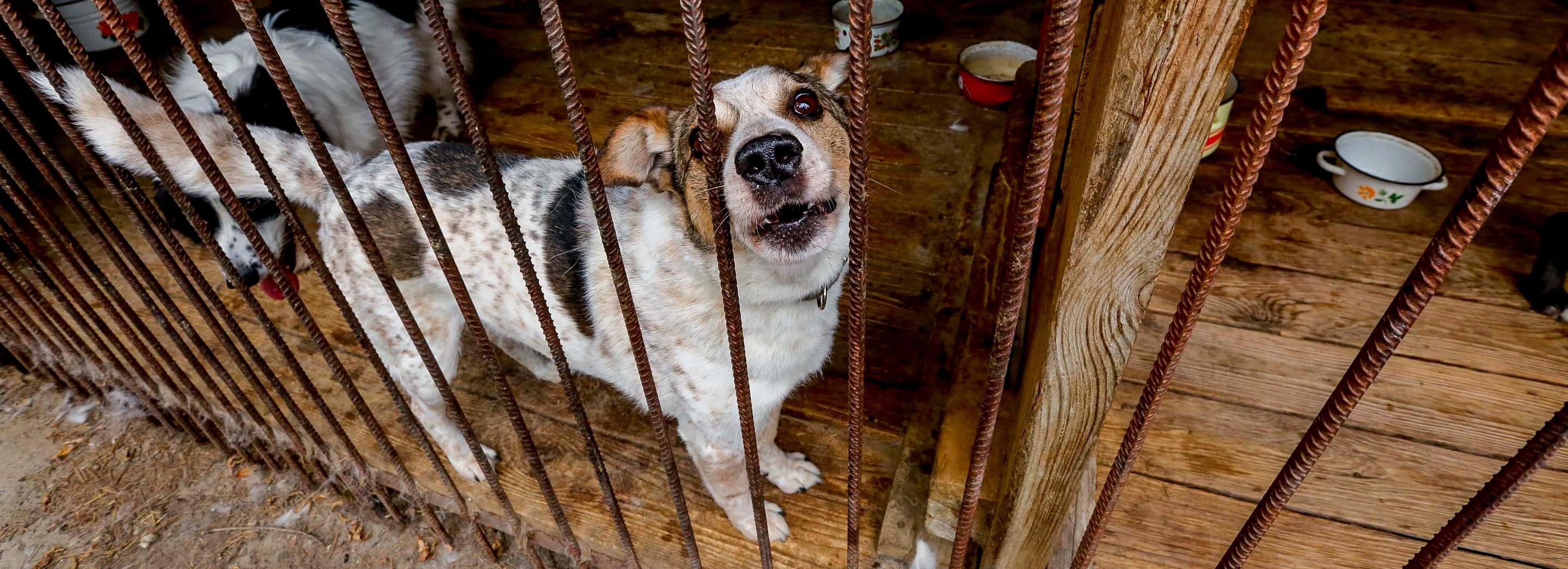 Новосибирские стендаперы пошутят в пользу бездомных животных